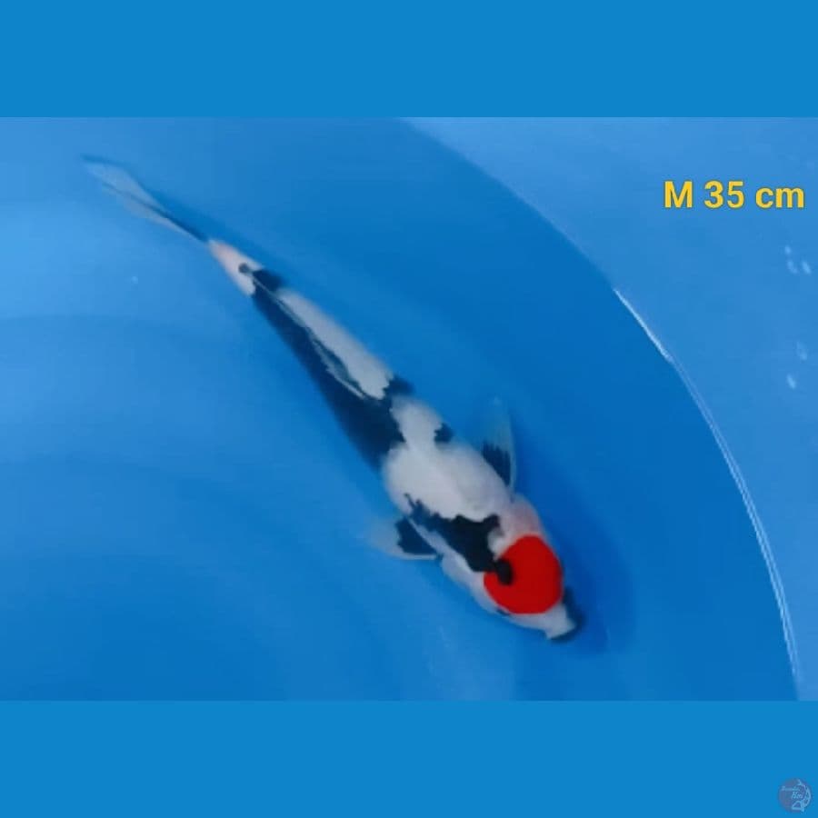 Male 35 cm