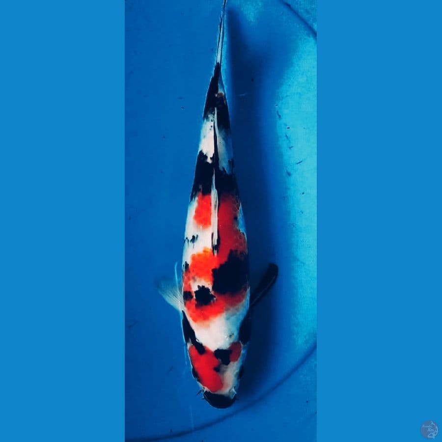 Showa 28cm