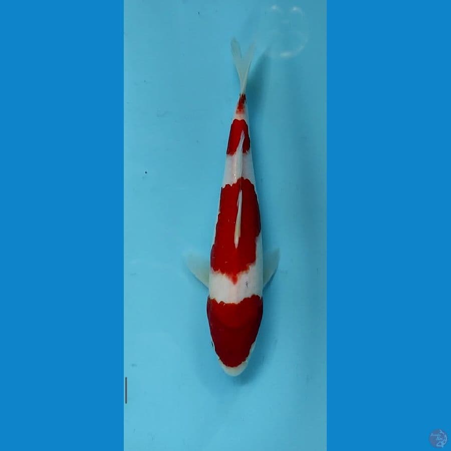 kohaku 27cm