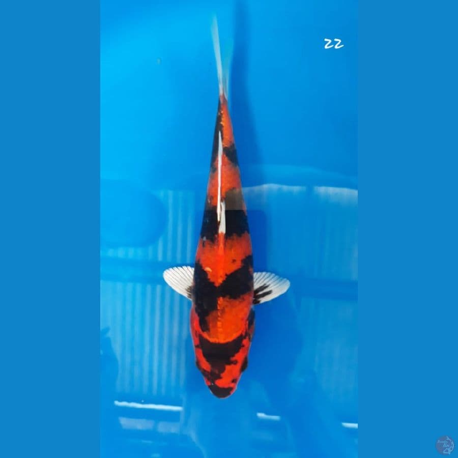 kin showa 22cm