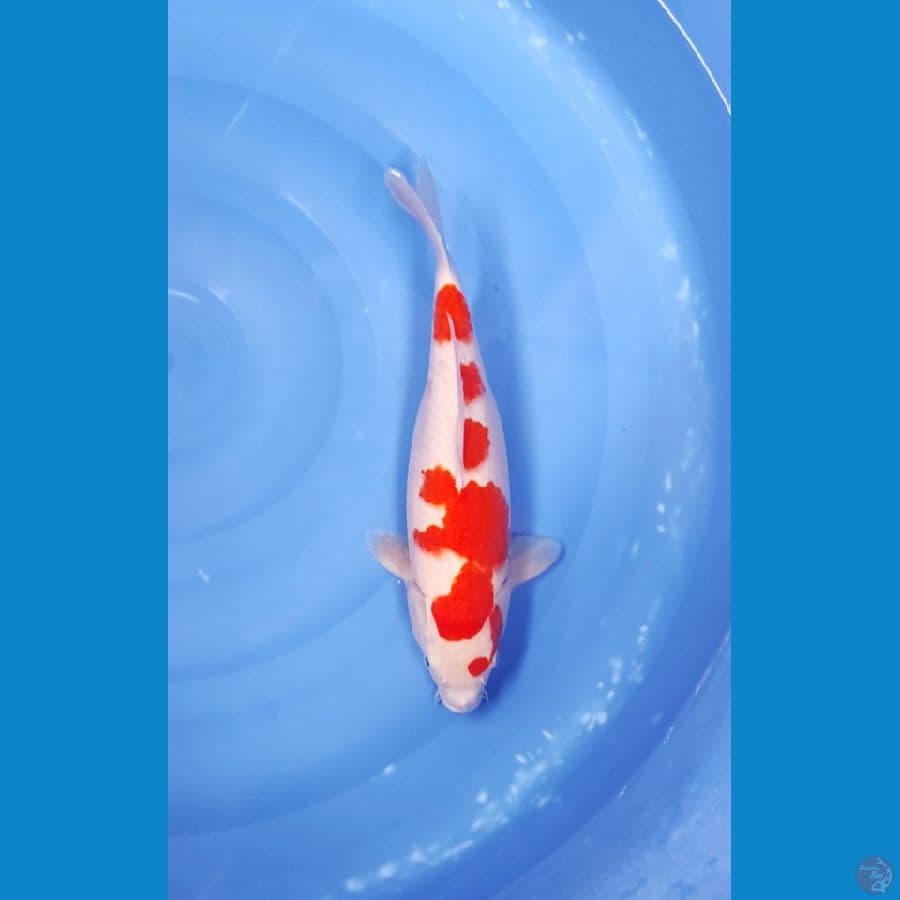 35 CM ~ KOHAKU BLOODY