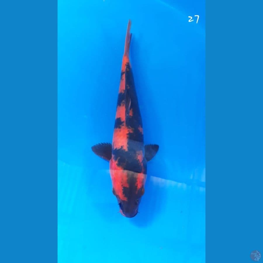 hi utsuri 27cm