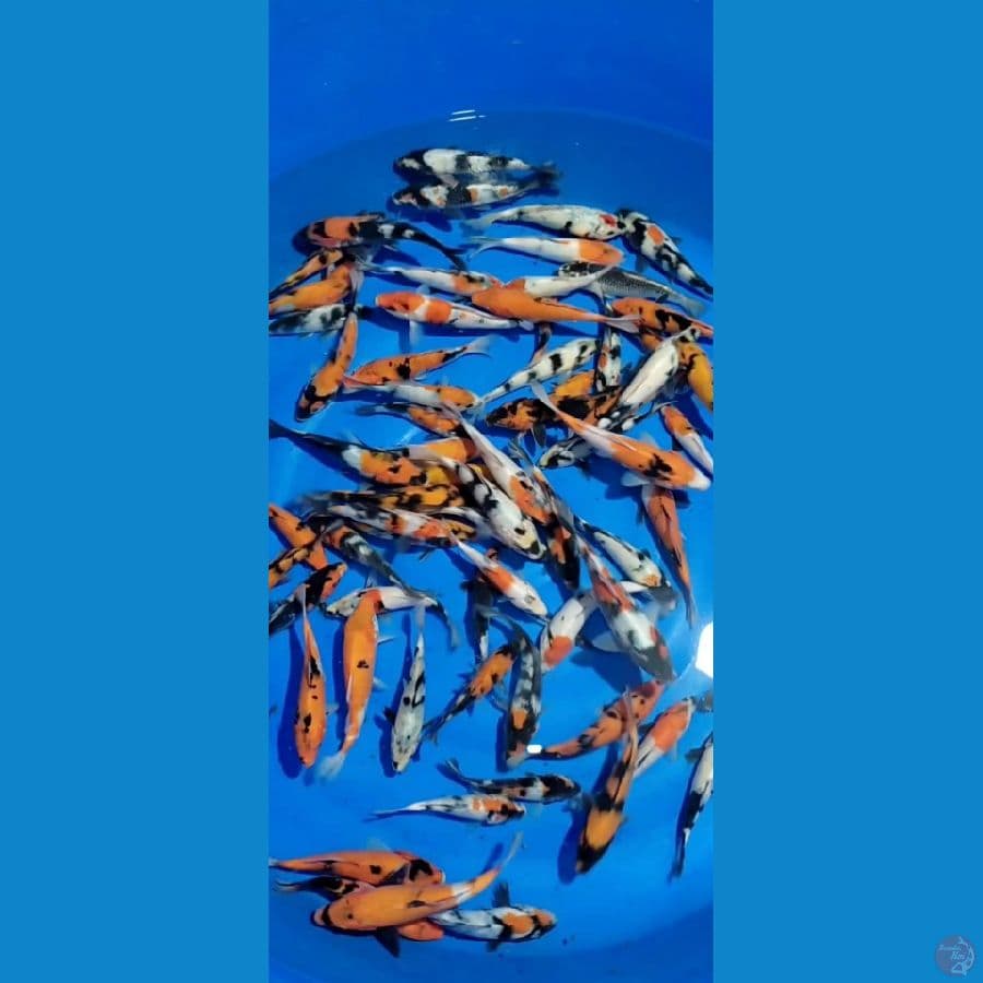 Showa Mix 15-20cm 70 ekor
