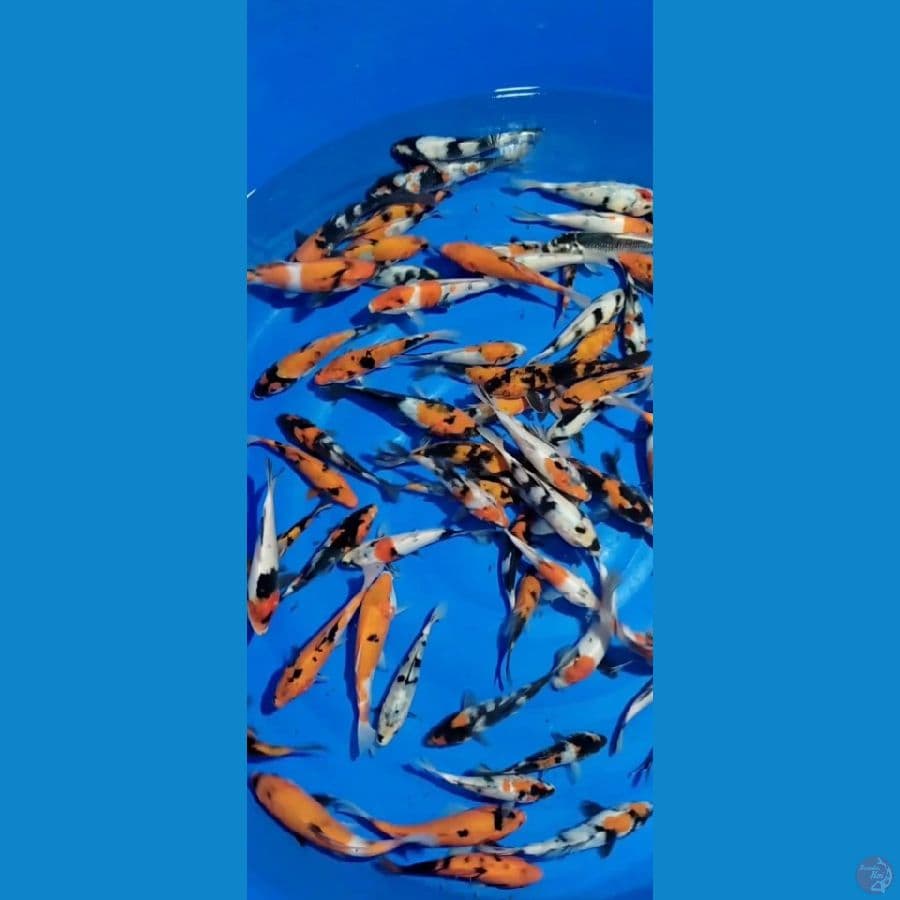 Showa Mix 15-20cm 70 ekor