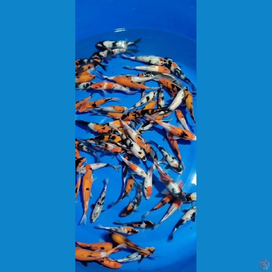Showa Mix 15-20cm 70 ekor