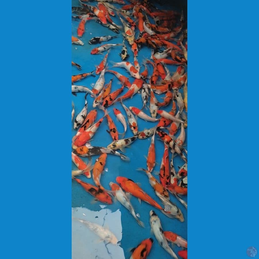 Showa Mix 18-27cm 125 ekor