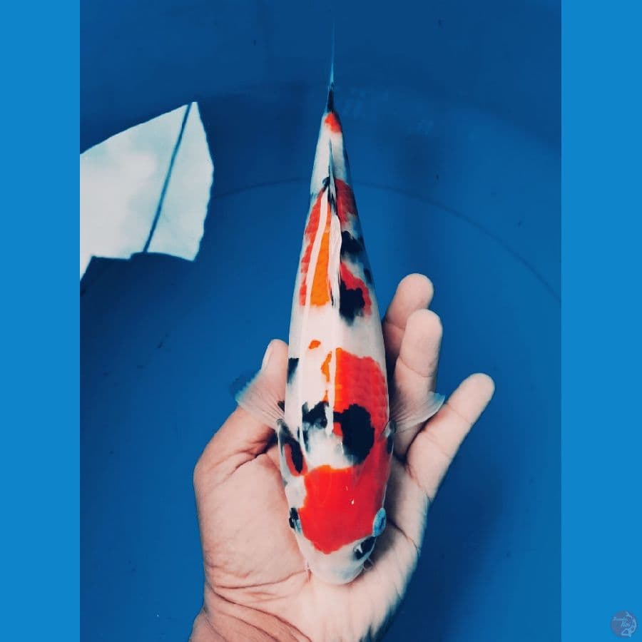 Showa 25cm