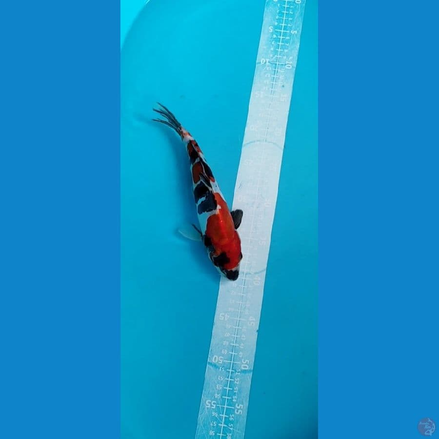 DOITSU Showa 26cm