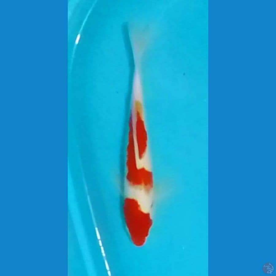 Kohaku 36cm (M)