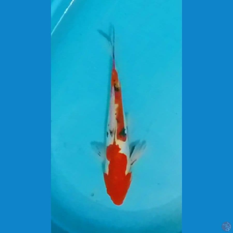 Doitsu Sanke 35cm