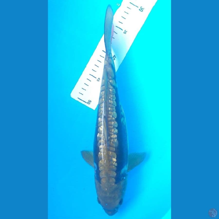 Aragoke 35cm/Female
