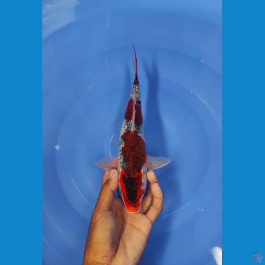 gosiki 28cm