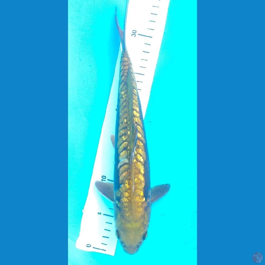 Aragoke 33cm/Male