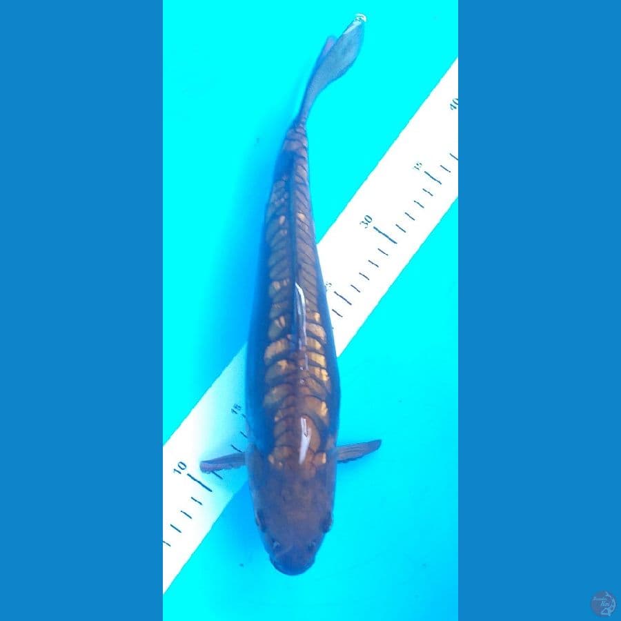 Aragoke 34cm/Male