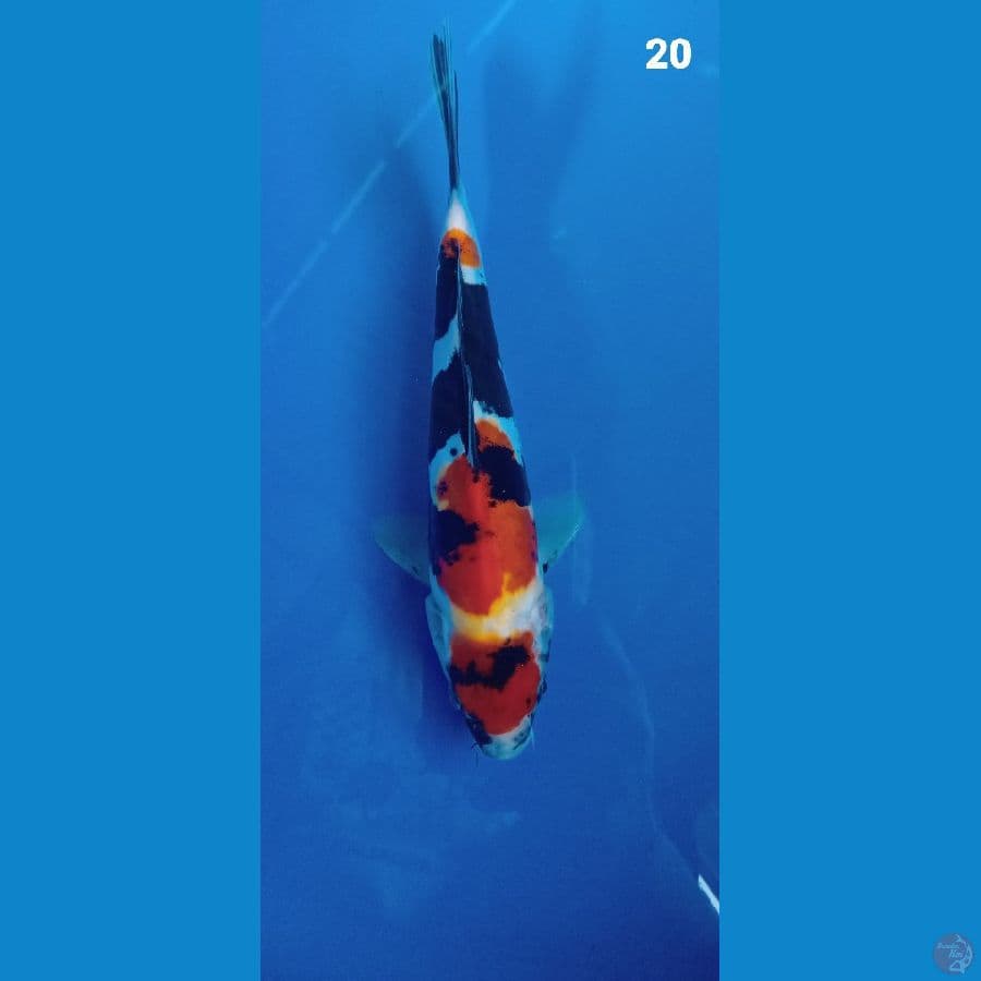 showa doitsu 20cm