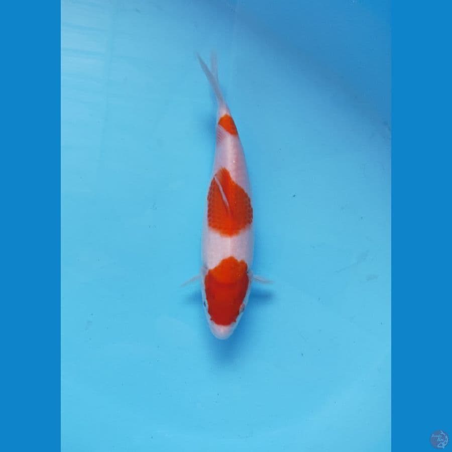 KOHAKU ORI 23CM