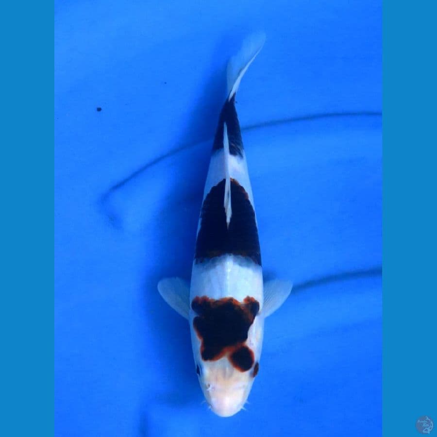 32cm , SQ Budo