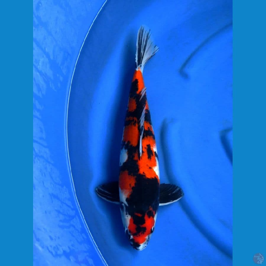 50cm , Showa F1