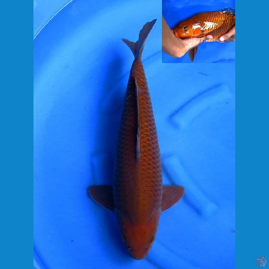 52cm , Tembaga F1 Male