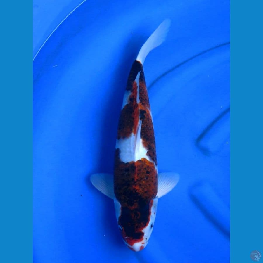 48cm , Goromo Male