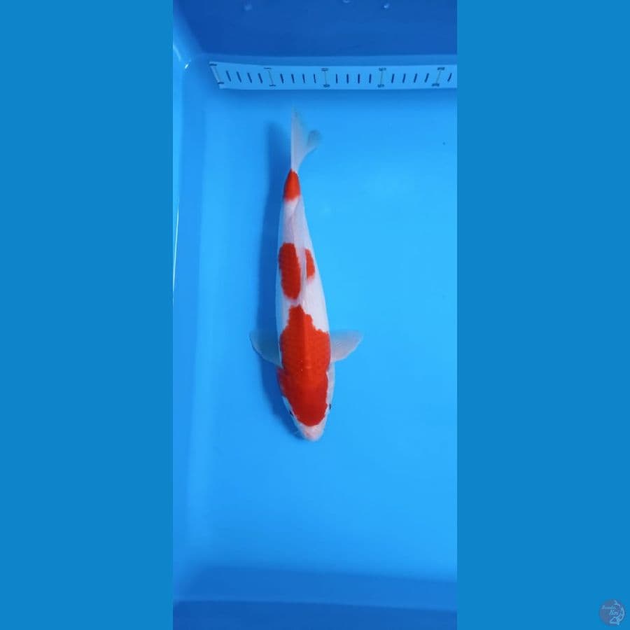 KOHAKU 30 CM