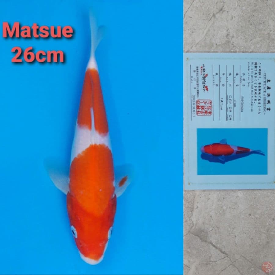MATSUE KOHAKU 26CM SERTI