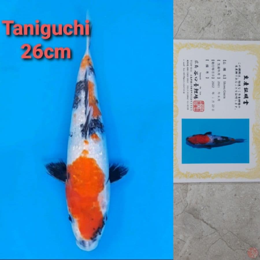 TANIGUCHI SHOWA GINRIN 26CM SERTI