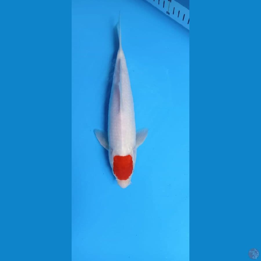 TANCO KOHAKU 30 BU