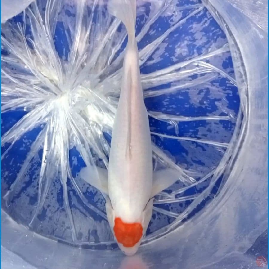 TANCO KOHAKU 29 CM ORI