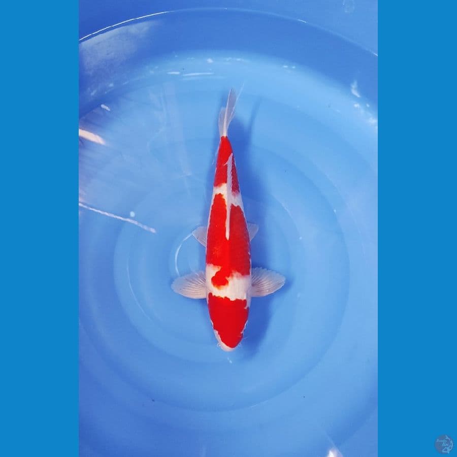 39 CM ~ KOHAKU STEP 3