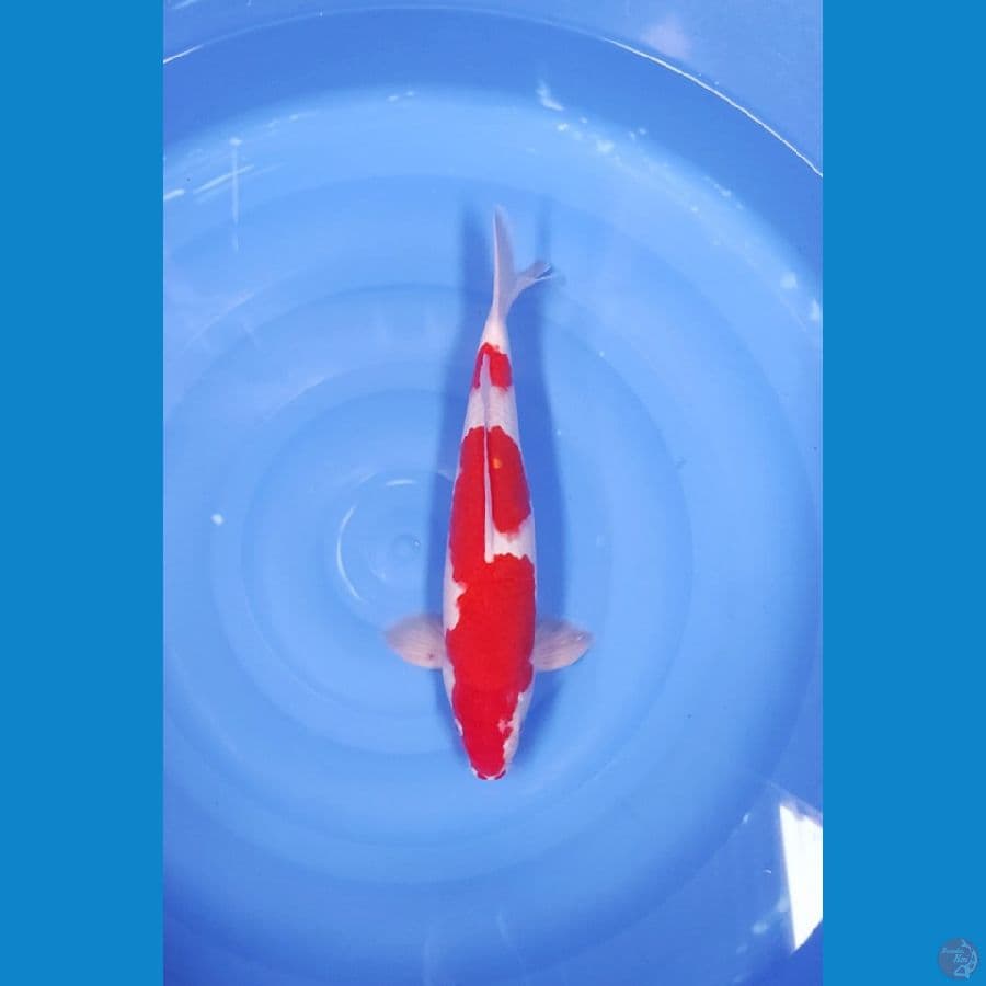 40 CM ~ INAZUMA