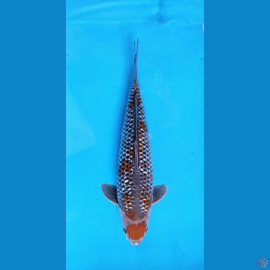 ochiba sigure gindrind 50 cm F1 male