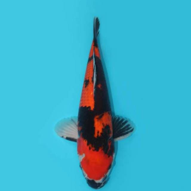38 CM - SONGAR