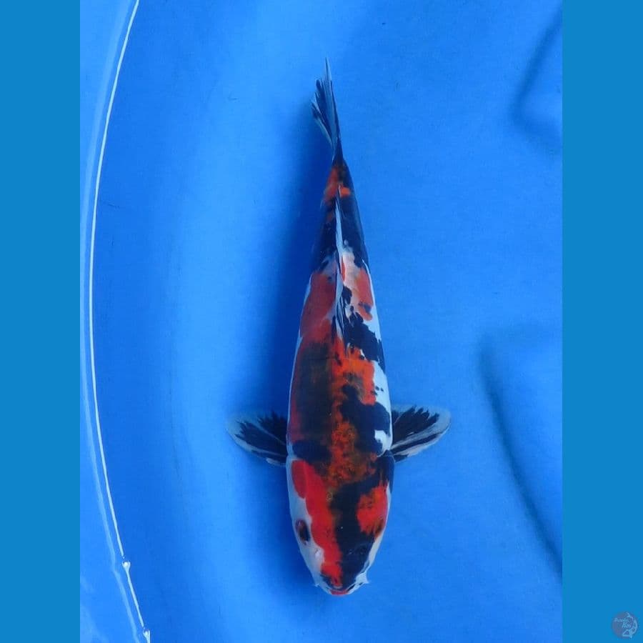 28cm - Showa Doitsu murni