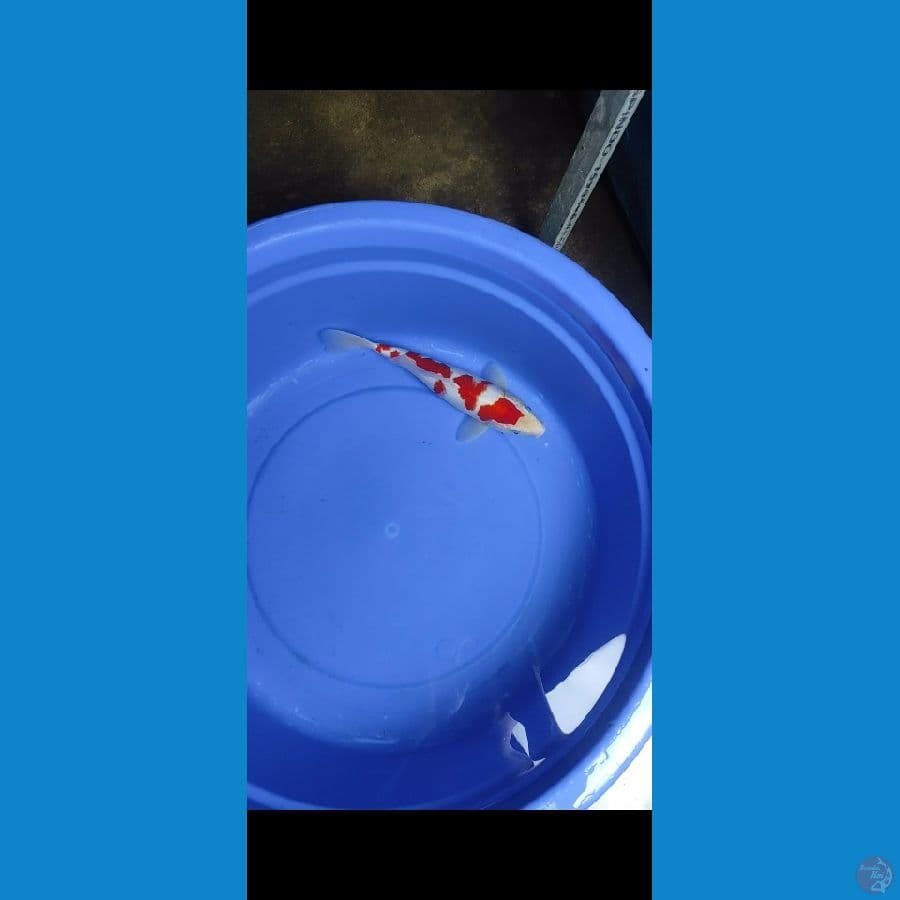 kohku storng 28cm male