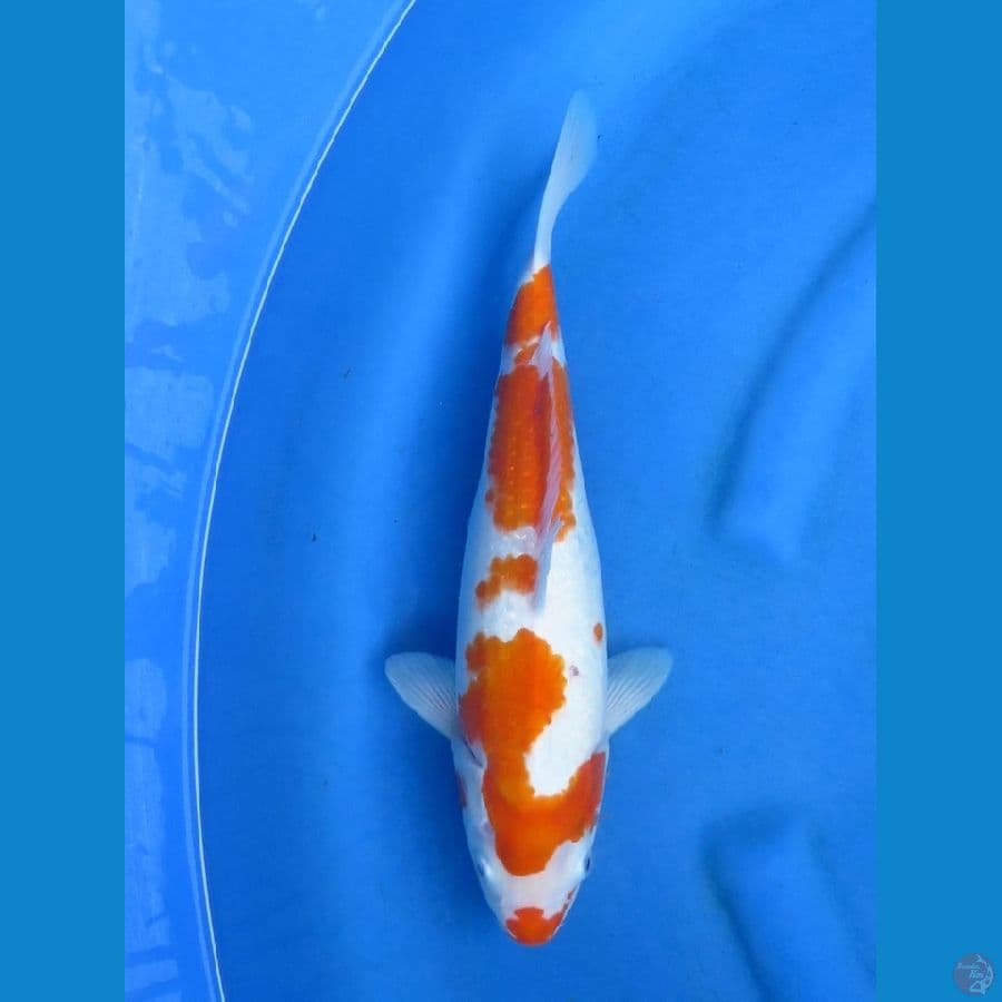 35cm - Kohaku
