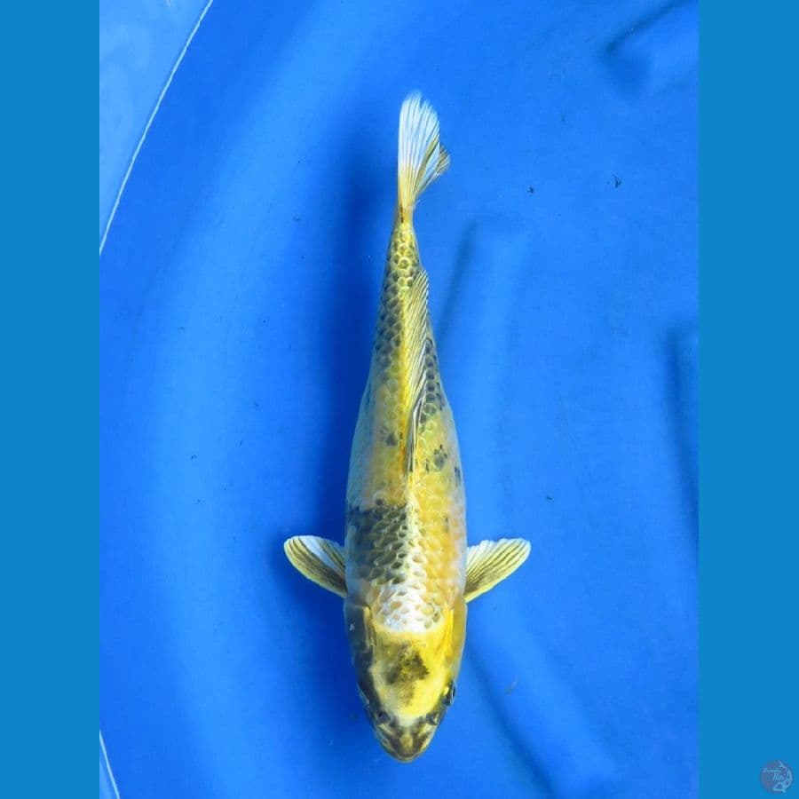37cm - Kin Utsuri