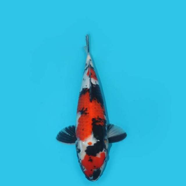 37 CM - BERPUNUK