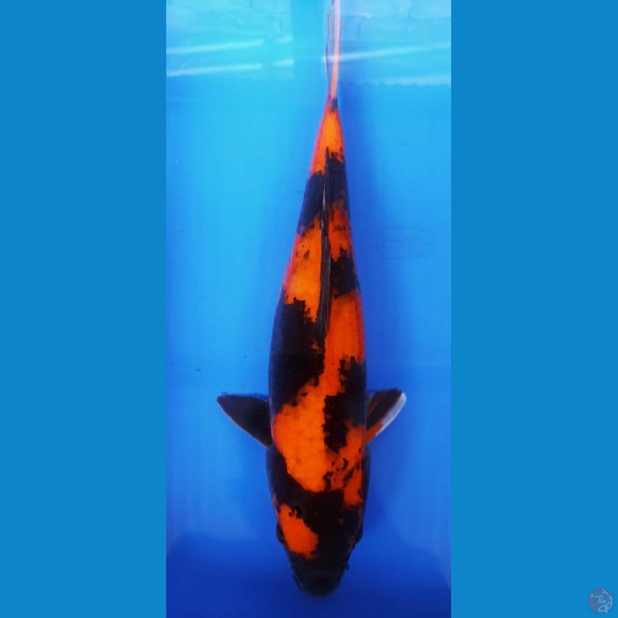 HISHOWA 39CM