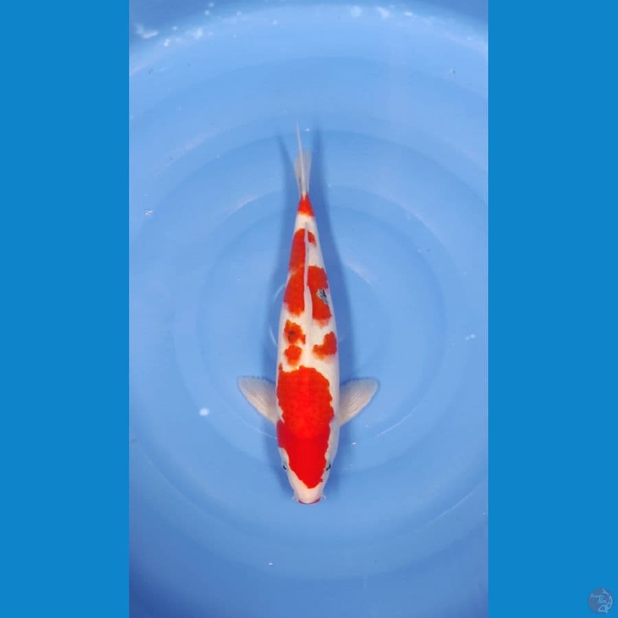 37 CM ~ SANKE SAKURA