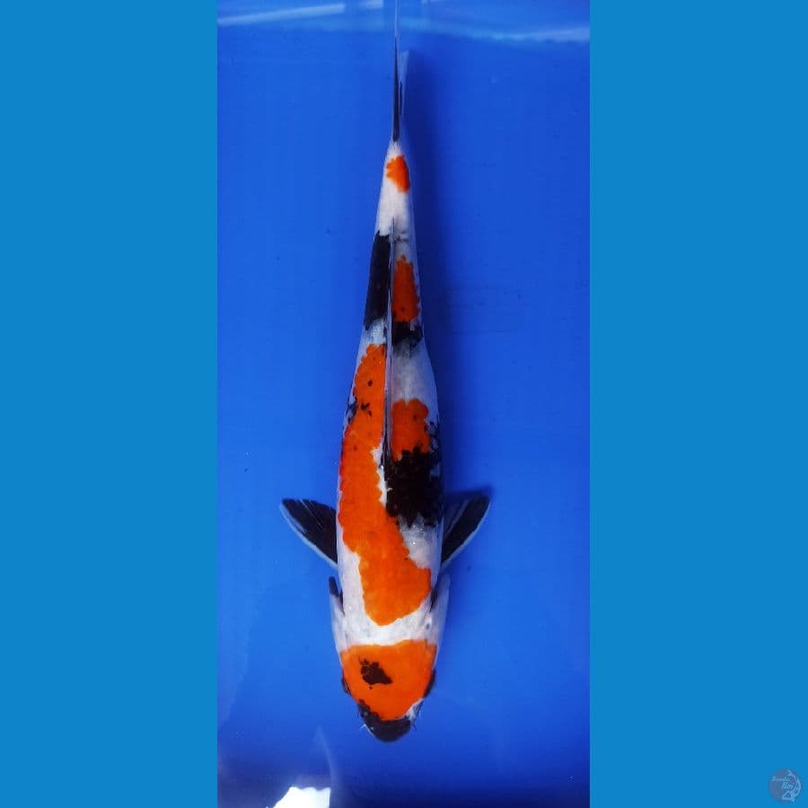 MARUTEN SHOWA 33CM CUTKER