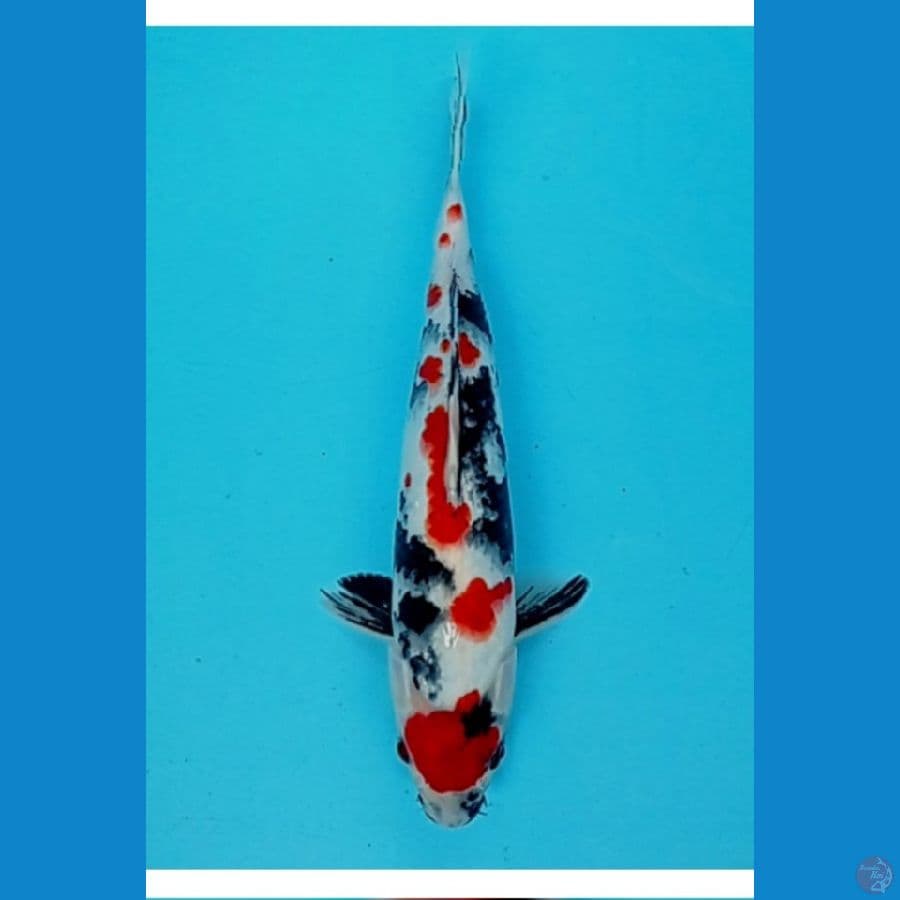 TM. blitar. showa maruten 34 cm