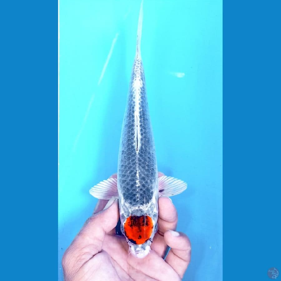 tancho goshiki 25cm
