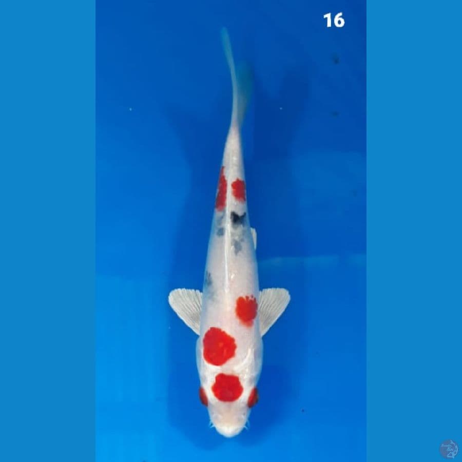 Heisei nishiki 16cm