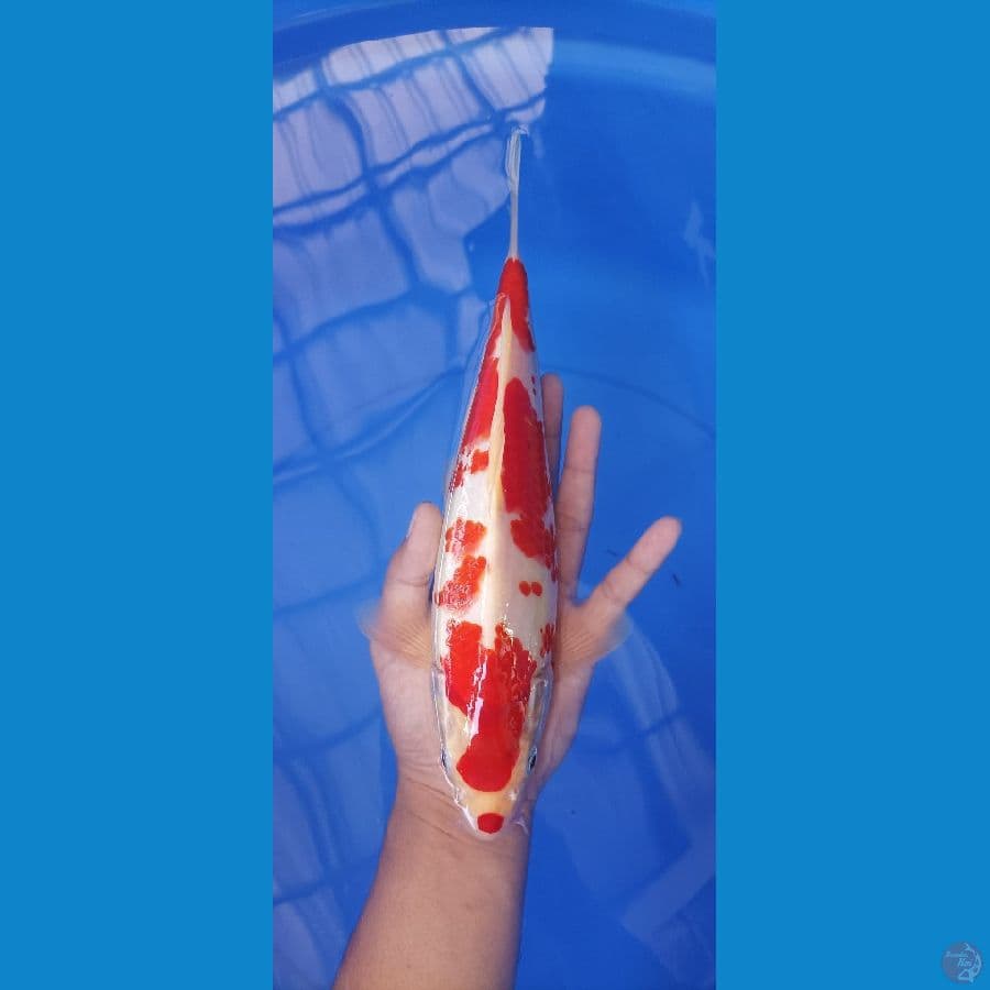 kohaku 29 cm male