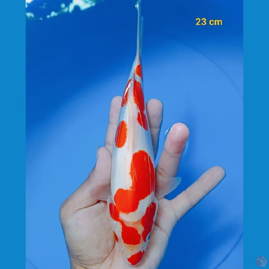 Doit murni male 23 cm