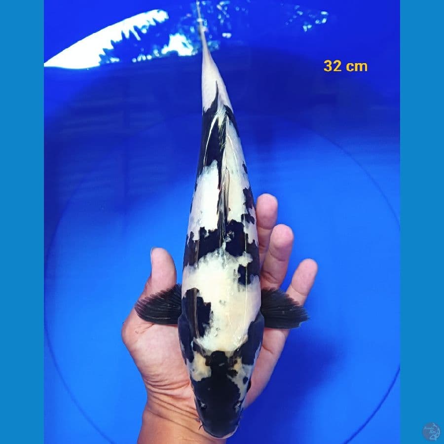 Shiro 32 cm