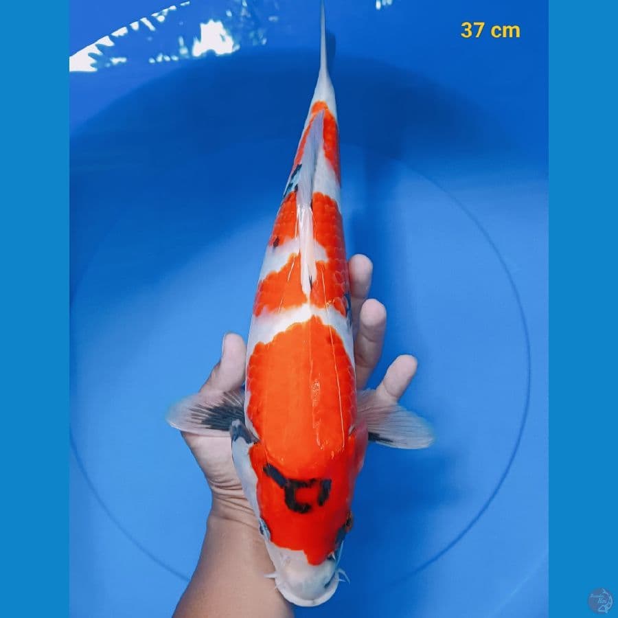 Showa punuk male 37 cm
