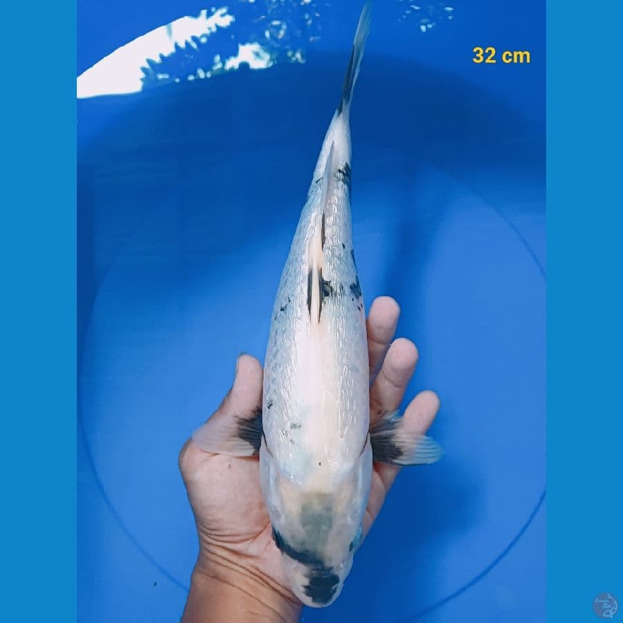 shiro ginrin 32 cm