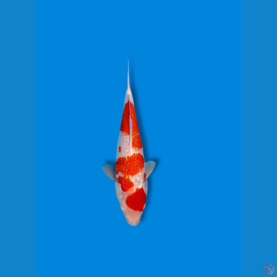 KOHAKU GINRIN SQ 29CM MALE